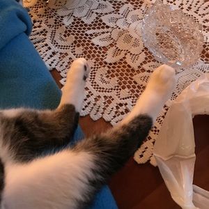 app wont let me delete this post, so have some kitty feet